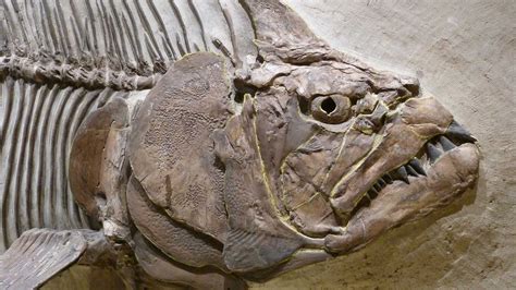 fossil example
